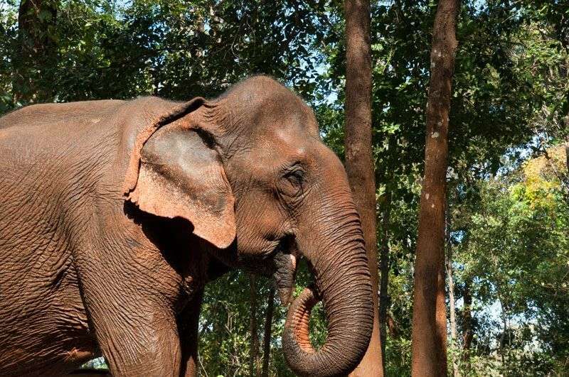 Je maakt kennis met de olifanten van Elephant Valley<br>